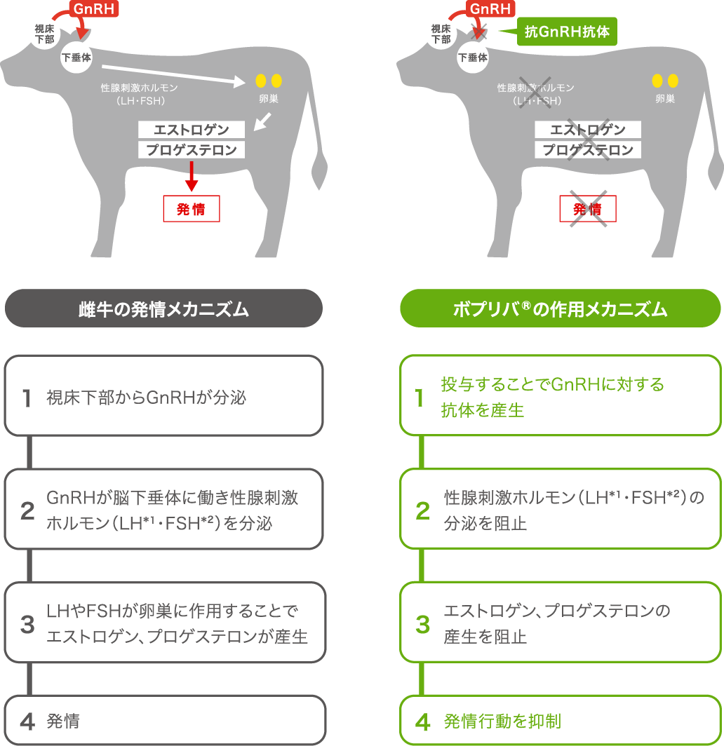 雌牛の発情メカニズム