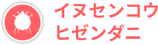 イヌセンコウ　ヒゼンダニ