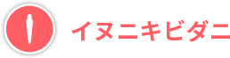 イヌニキビダニ