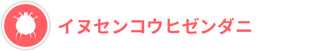 イヌセンコウ　ヒゼンダニ