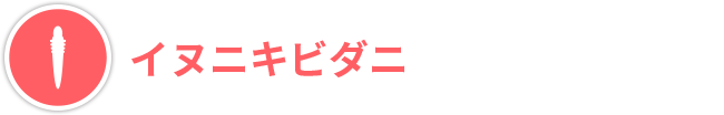 イヌニキビダニ