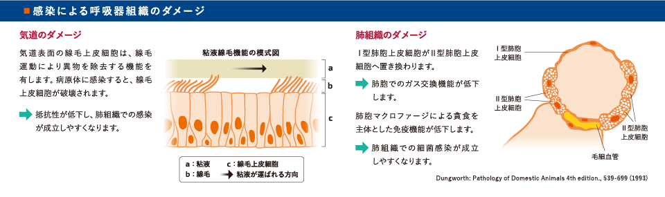 感染による呼吸器組織のダメージ