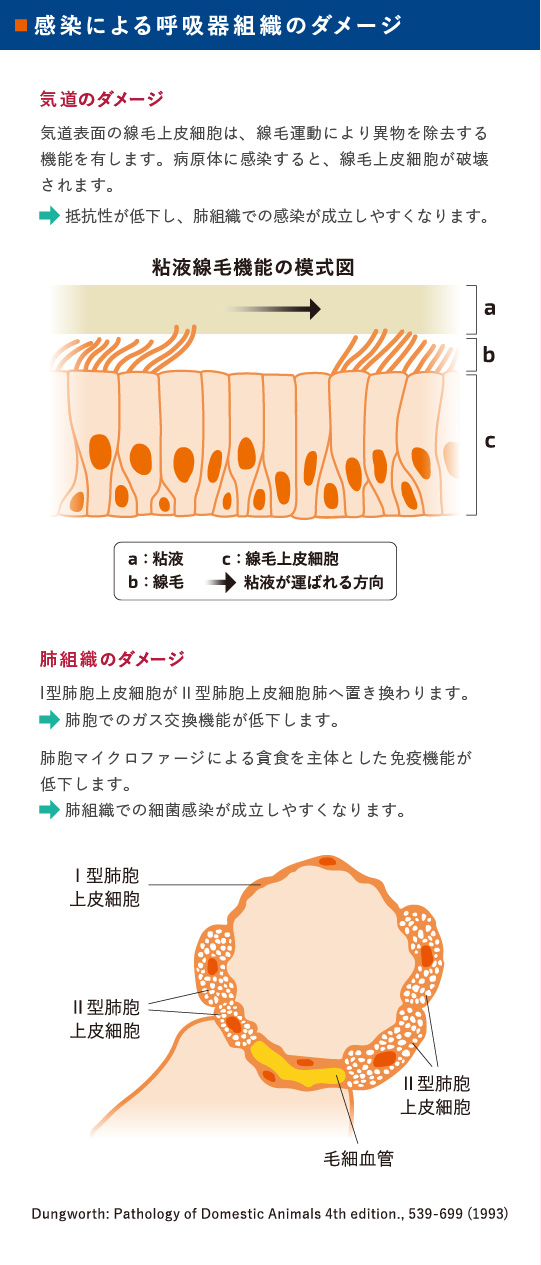 感染による呼吸器組織のダメージ