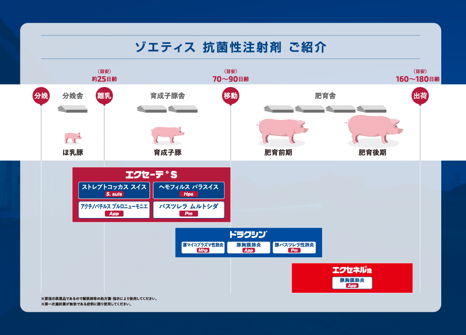 抗菌性注射剤 ご紹介