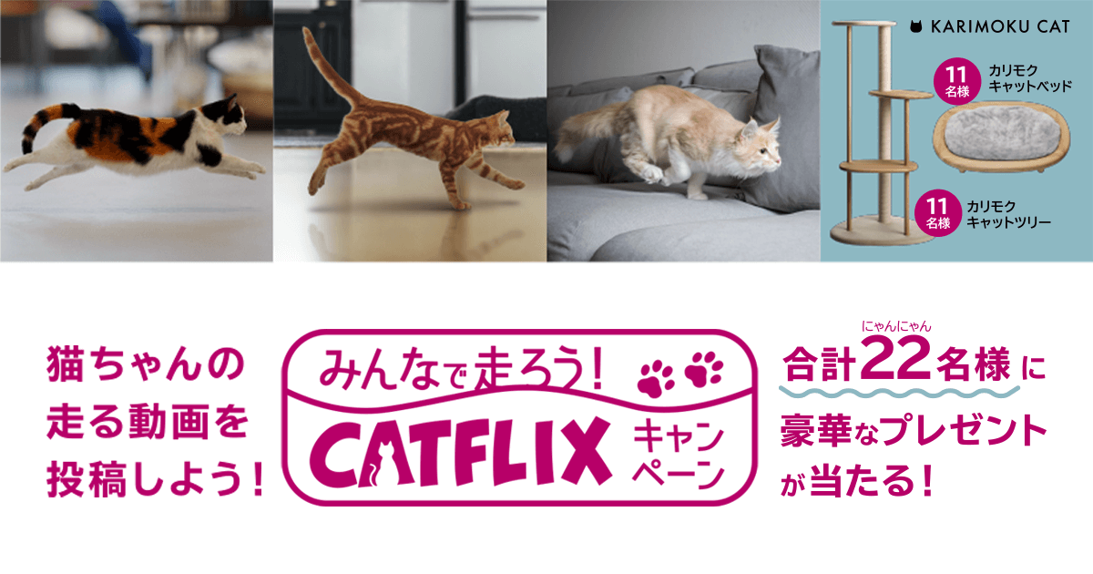 【ねこページ】 楽天市場】【ｴﾝﾄﾘｰ&3点購入で最大12倍!】【Shinzi Katoh】 『ねこねこ