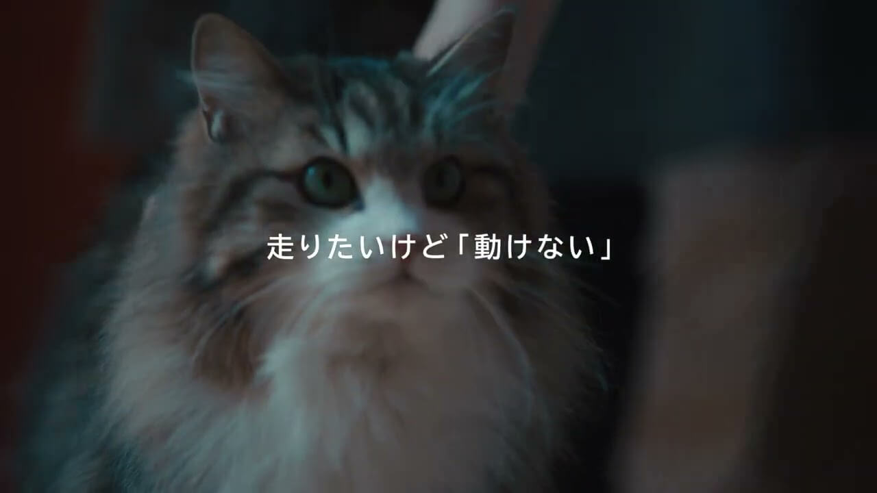 CATFLIX「走りたい」篇