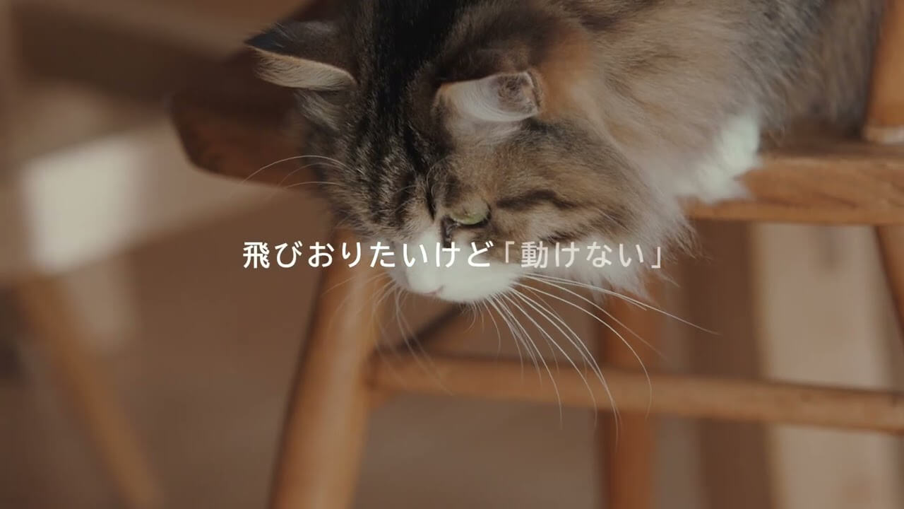 CATFLIX「飛びおりたい」篇