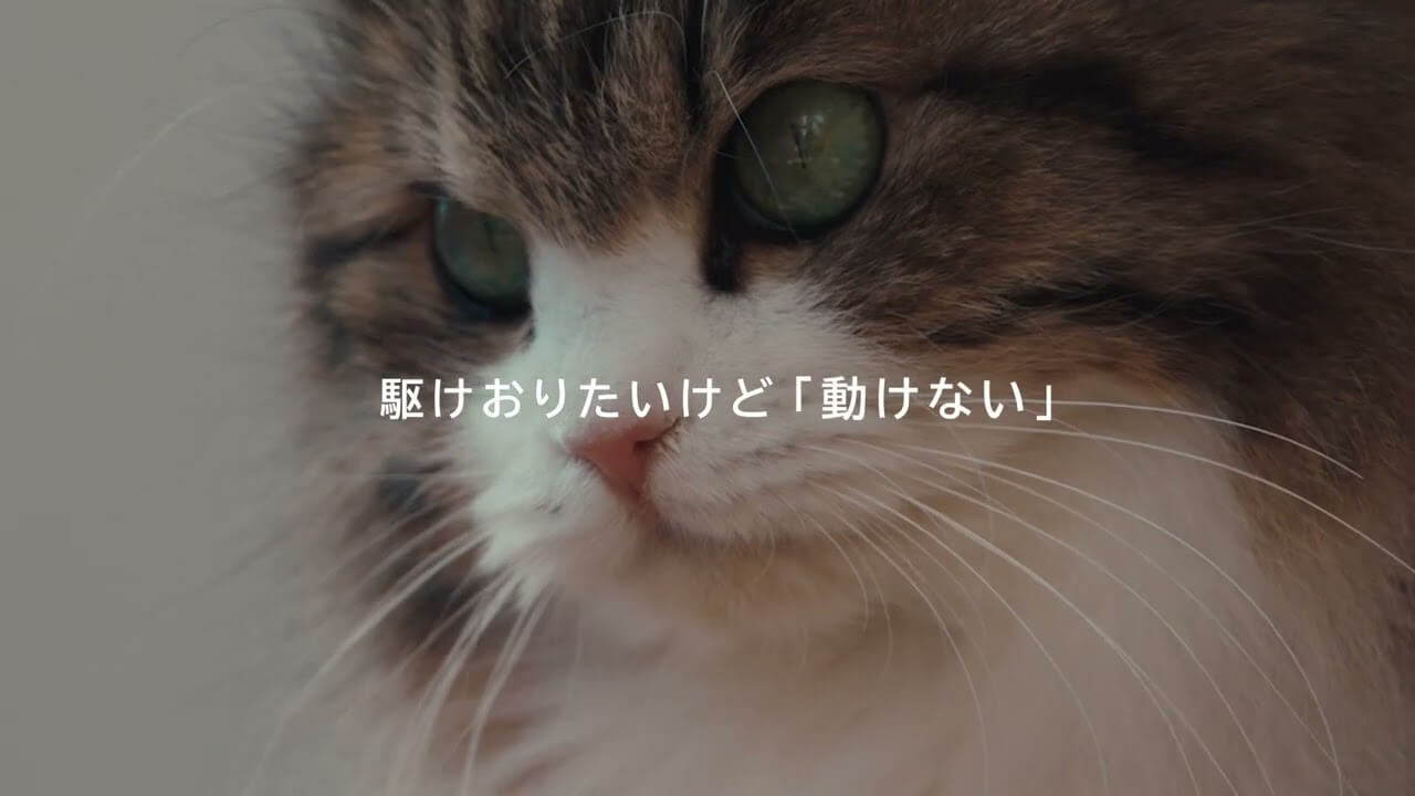 CATFLIX「駆けおりたい」篇