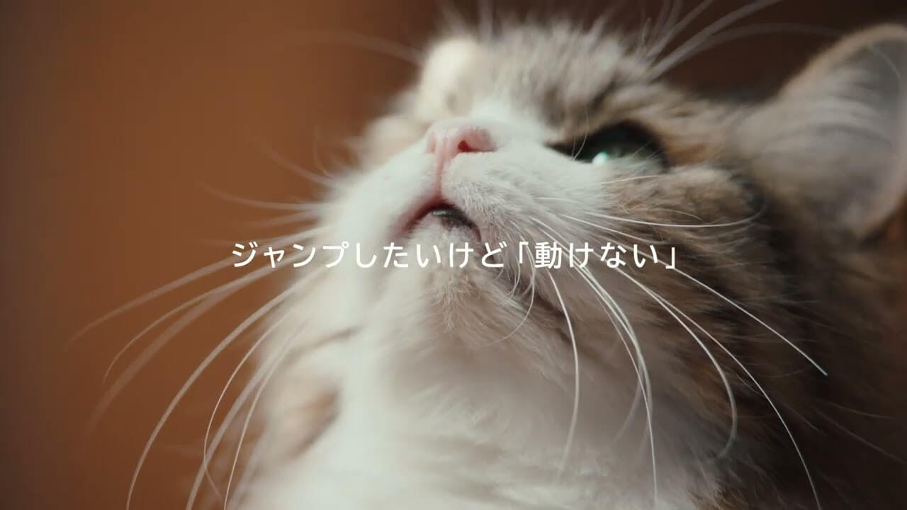 CATFLIX「ジャンプしたい」篇