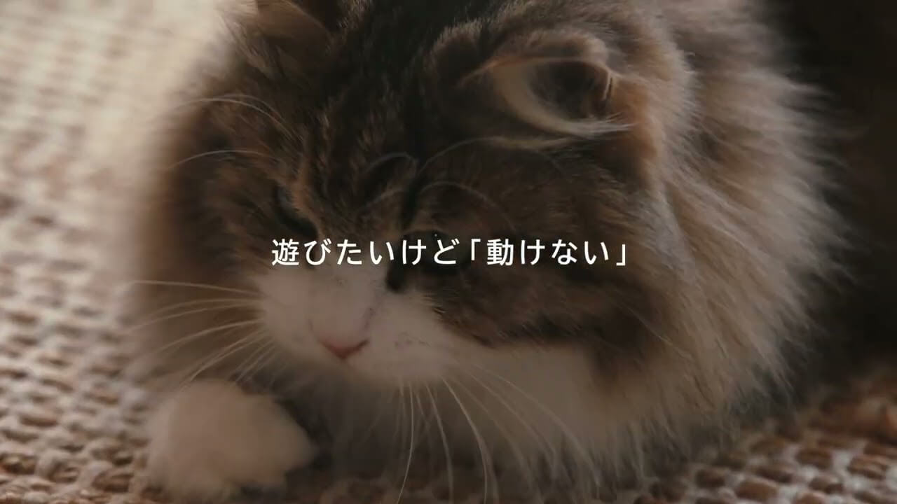 CATFLIX「遊びたい」篇