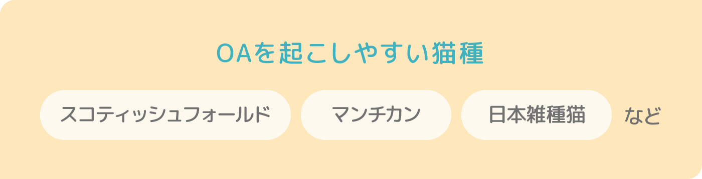 変形性関節症(OA)疾患を起こしやすい猫種 スコティッシュフォールド マンチカン 日本雑種猫