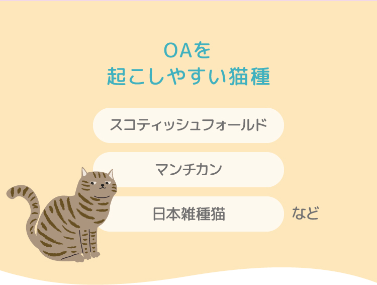 変形性関節症(OA)疾患を起こしやすい猫種 スコティッシュフォールド マンチカン 日本雑種猫