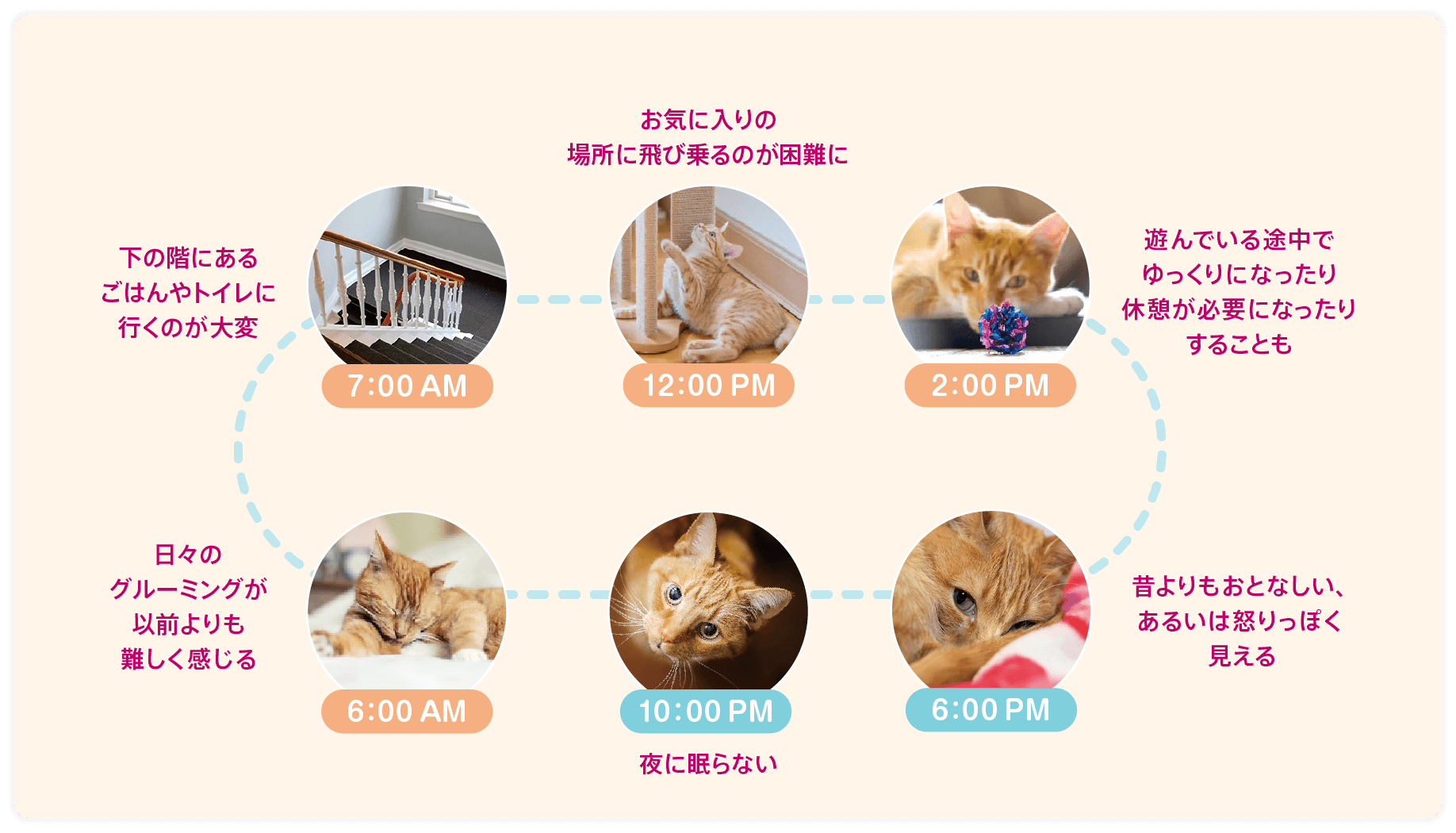 痛みをかかえた猫ちゃんの一日 6:00 AM 日々のグルーミングが以前よりも難しく感じる 7:00 AM 下の階にあるごはんやトイレに行くのが大変 12:00 PM お気に入りの場所に飛び乗るのが困難に 2:00 PM 遊んでいる途中でゆっくりになったり休憩が必要になったりすることも 6:00 PM 昔よりもおとなしい、あるいは怒りっぽく見える 10:00 PM 夜に眠らない