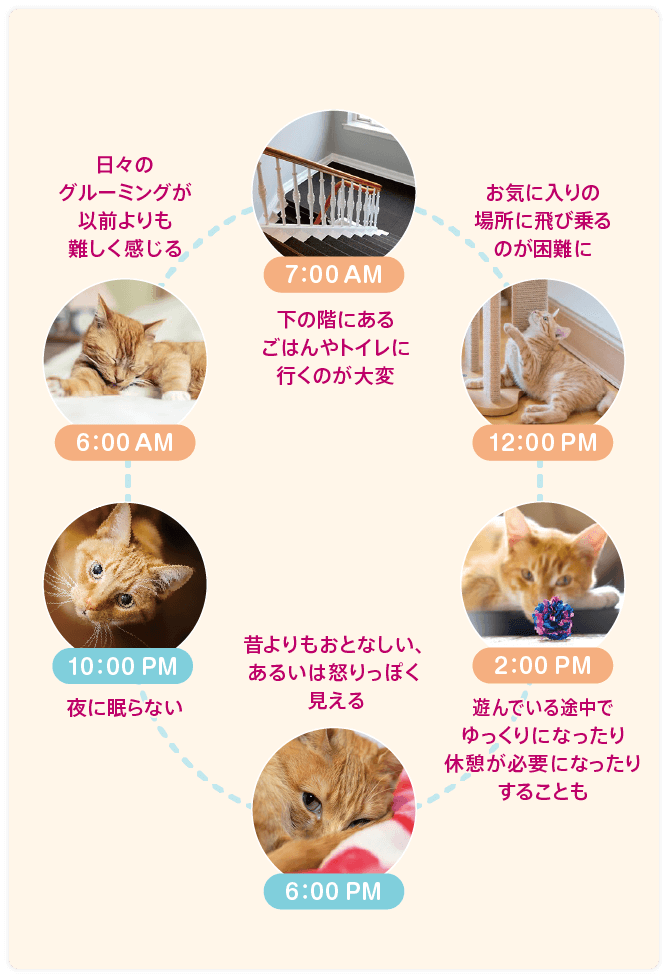 痛みをかかえた猫ちゃんの一日 6:00 AM 日々のグルーミングが以前よりも難しく感じる 7:00 AM 下の階にあるごはんやトイレに行くのが大変 12:00 PM お気に入りの場所に飛び乗るのが困難に 2:00 PM 遊んでいる途中でゆっくりになったり休憩が必要になったりすることも 6:00 PM 昔よりもおとなしい、あるいは怒りっぽく見える 10:00 PM 夜に眠らない