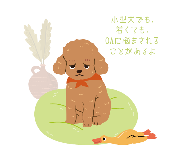 小型犬でも、若くても、OAに悩まされることがあるよ